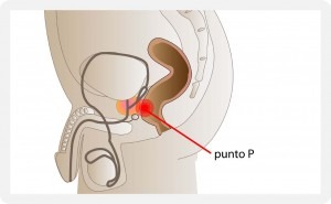 El punto P o el punto G masculino